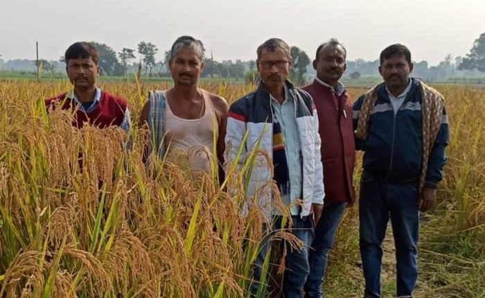 The harvesting of paddy crop was done under the supervision of agricultural workers in Phulhara Panchayat.