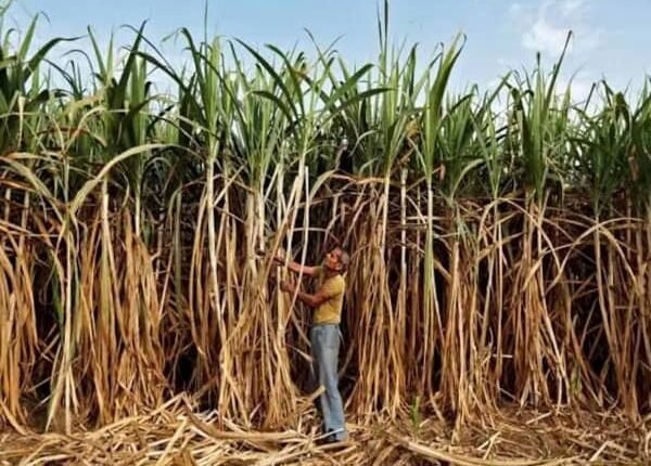 50% duty to be imposed on export of molasses made from sugarcane juice from January 18