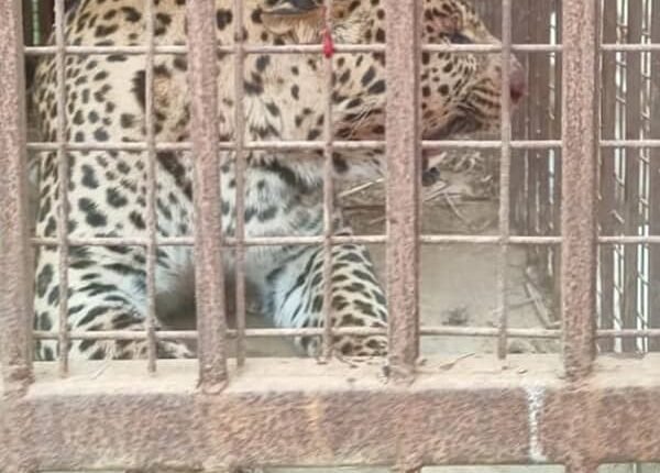 Breaking News: Another henchman captured in a cage, villagers were in fear for several days ​