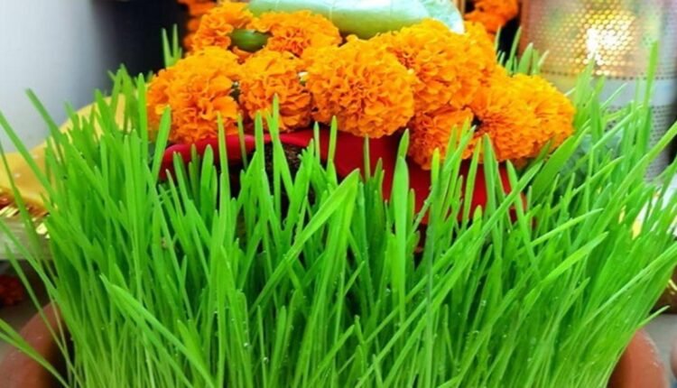 Chaitra Navratri 2024: Why is barley sown during Navratri? Know its religious significance here