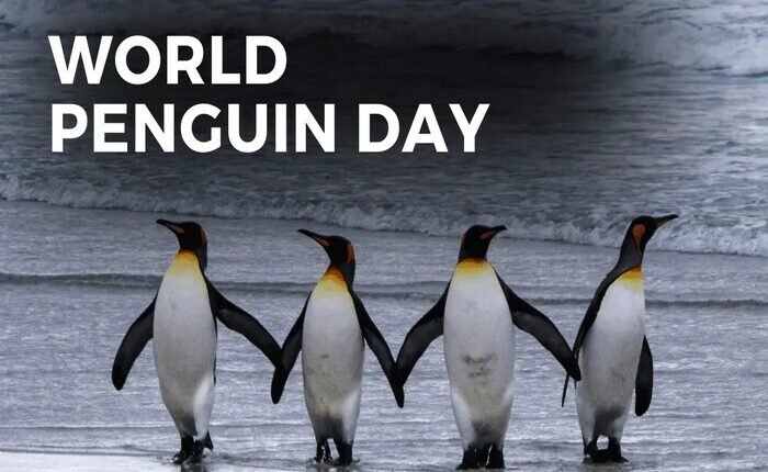 world penguin day 2024: Penguin, a beautiful and attractive bird, is becoming extinct, it has declined by 70 percent in the last 13 years.