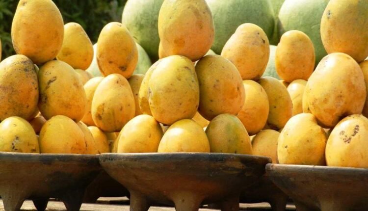 People had a lot of fun in the Mango Festival - they tasted different types of mangoes and berries
