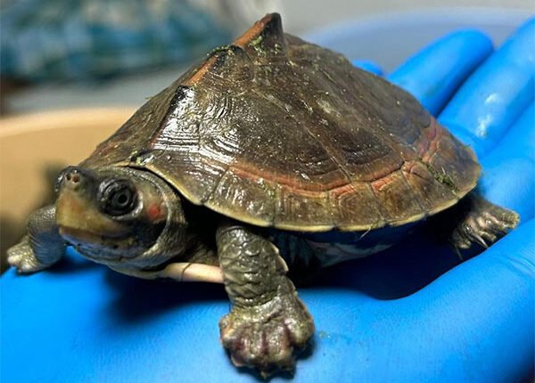 For the first time, a turtle was sent from Badaun to IVRI Bareilly for operation