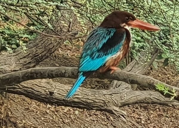 Gustakhi Maaf Haryana-Pawan Kumar Bansal.