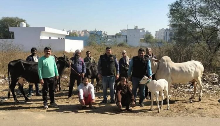 The team of Crime Branch Sector 65 arrested two accused of cow and buffalo theft, desi pistol and live cartridges were also recovered