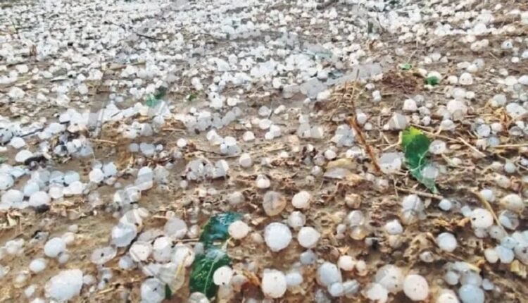 Jaipur: Heavy hailstorm in Rajasthan, white sheet of hailstones spread in a few minutes, farmers said - we are ruined