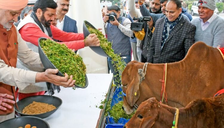 Chief Minister did cow service in Gau Seva Sammelan, fed green fodder to cows