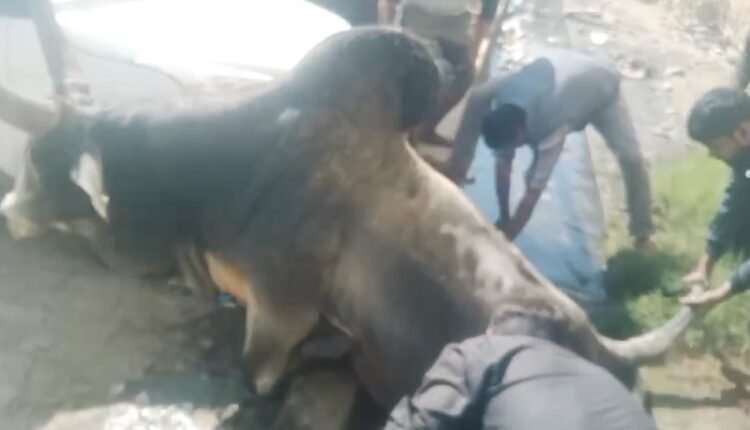 A big accident can happen anytime in the drain of the government school, the fallen Binjar was saved