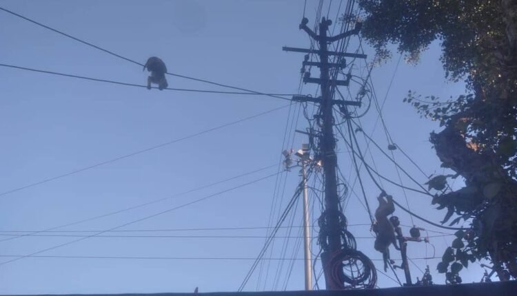 Terror of monkeys on Alwar city station road, people in panic