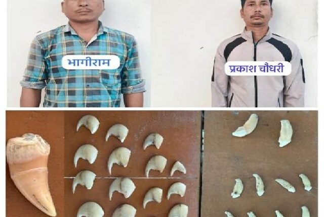 Lucknow: UP STF gets big success – tiger parts smuggling gang caught!