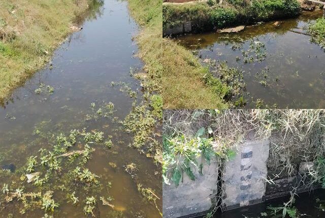 Due to the negligence of the officials in the Sherawali Phaldi canal, there is a shortage of water, anger among the farmers