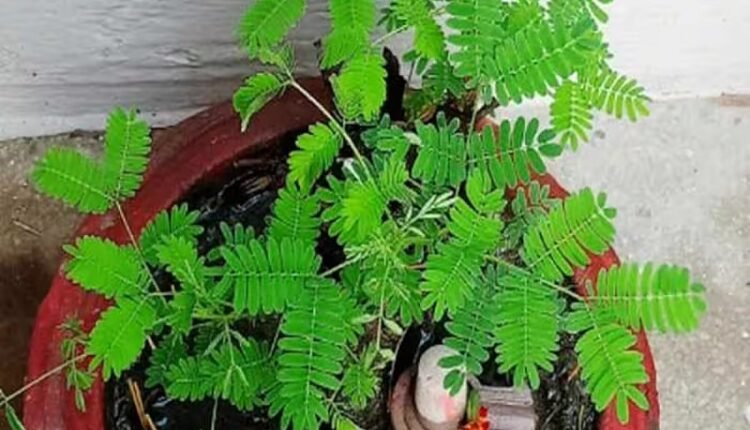 Calms down Shani dosha, know the benefits of planting Shami plant at home