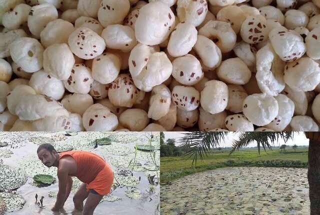 Makhana The journey from traditional snack to superfood