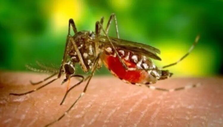 National Dengue Day: Terror of mosquitoes increases in summer and rainy season, appeal to be cautious about dengue