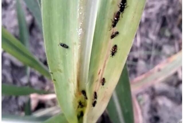 Rampur Advisory issued for effective control of summer sucking insect (black chikta)