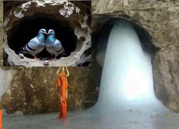 Amazing secret: A pair of pigeons is seen in the Amarnath cave, only lucky devotees get to see them