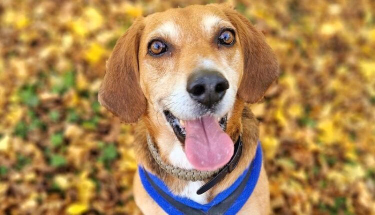 Is it right to keep a dog at home according to the scriptures? Premanand Ji Maharaj gave the answer, know what is the belief