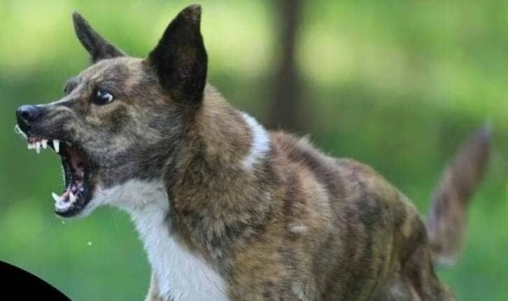 Uncontrolled population of stray dogs..!! Incidents of rabies caused by dog bites are increasing day by day..!!