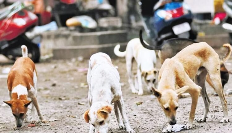 Sirsa...where the number of stray dogs is increasing