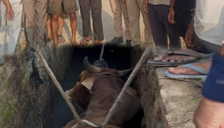 Animal Care Foundation's team reached on call of 112, rescued the bull trapped in the drain