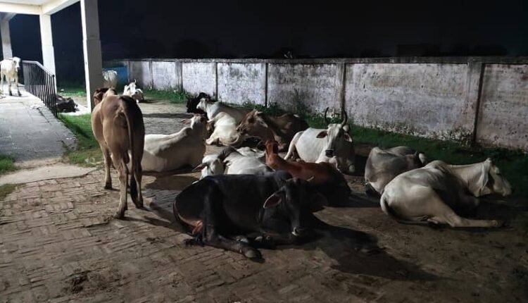 Asafpur Community Health Center becomes a den of stray animals, negligence of responsible people exposed