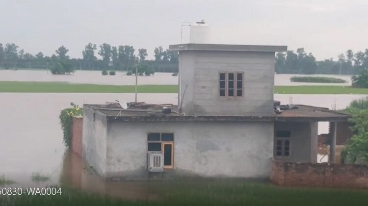 Ajnala villages hit by floods, farmers said – "We will go back five years"
