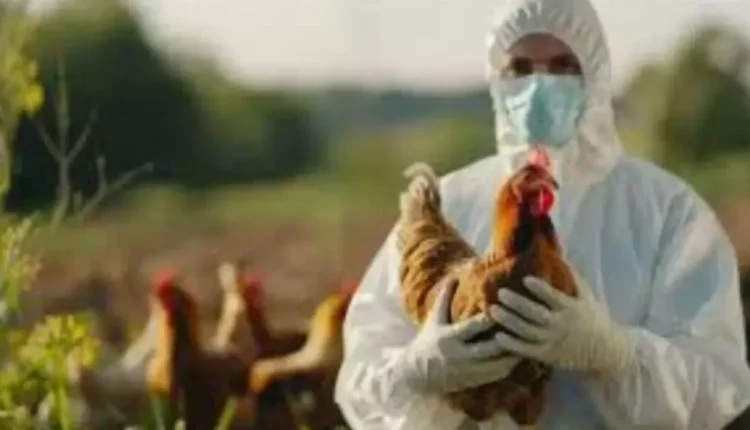 Badaun: Animal Husbandry Department issued advisory to prevent bird flu