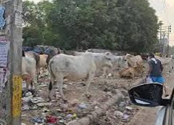 Revive Sahibi and lakes in Aravali - stop exploitation of natural resources in Aravali....