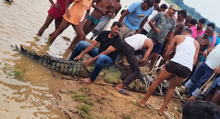14 feet long crocodile caught from Son river, rescued by forest department