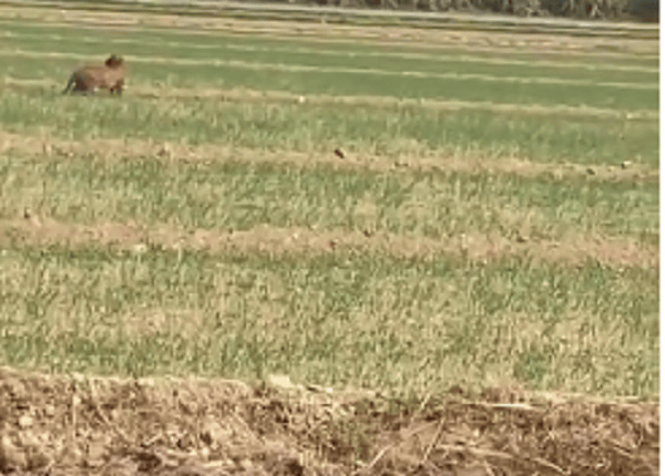 Terror of two leopards in Nagina, Bijnor, wild animals came in front of farmer in the field