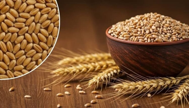 Special Subsidy Scheme: Haryana government takes a big decision on barley and wheat cultivation, farmers will get special subsidy