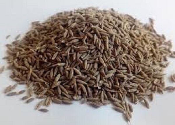 Why is cumin not consumed during the month of Margashirsha? Learn not only the religious but also the scientific reasons.