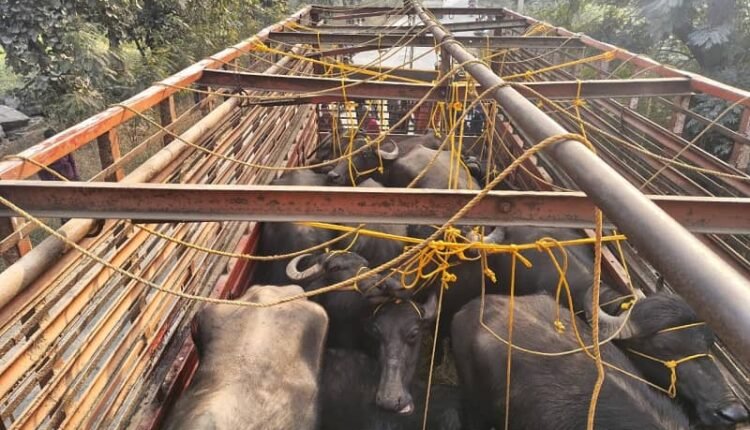 बीजपुर (सोनभद्र)। छत्तीसगढ़ के बसंतपुर थाने की पुलिस को पशु तस्करी के खिलाफ बड़ी कामयाबी हाथ लगी है। सूचना के आधार पर पुलिस ने पशुओं से लदे एक डीसीएम वाहन का कई किलोमीटर तक पीछा किया