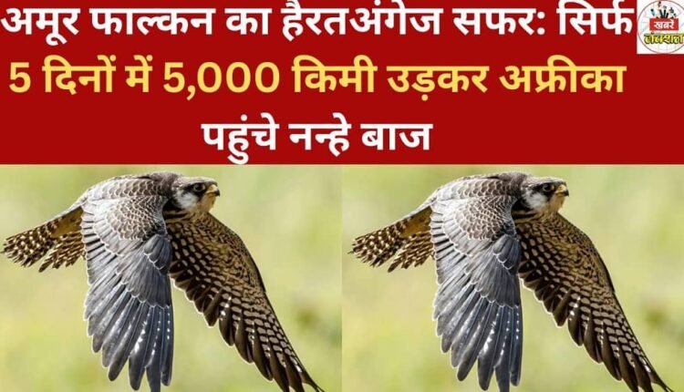 The amazing journey of the Amur Falcon: These tiny falcons flew 5,000 km in just 5 days to reach Africa.