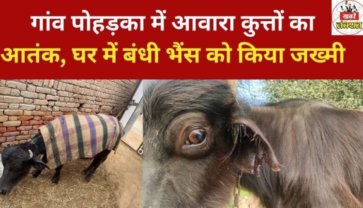 Stray dogs are terrorizing the village of Poharka, injuring a buffalo tied up inside a house.