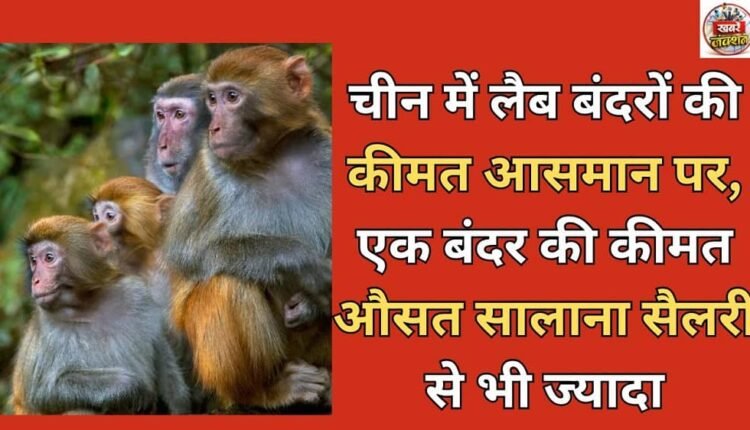 The price of lab monkeys in China is sky-high, with one monkey costing more than the average annual salary.