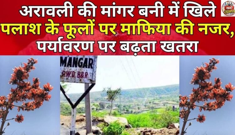 Mafia eyes Palash flowers blooming in Aravali's Mangar Bani, increasing threat to the environment