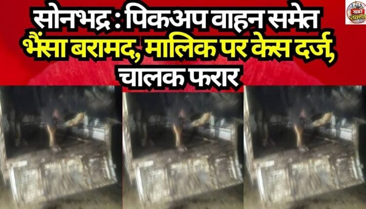 Sonbhadra: Buffalo recovered along with pickup vehicle; case registered against owner, driver absconding.