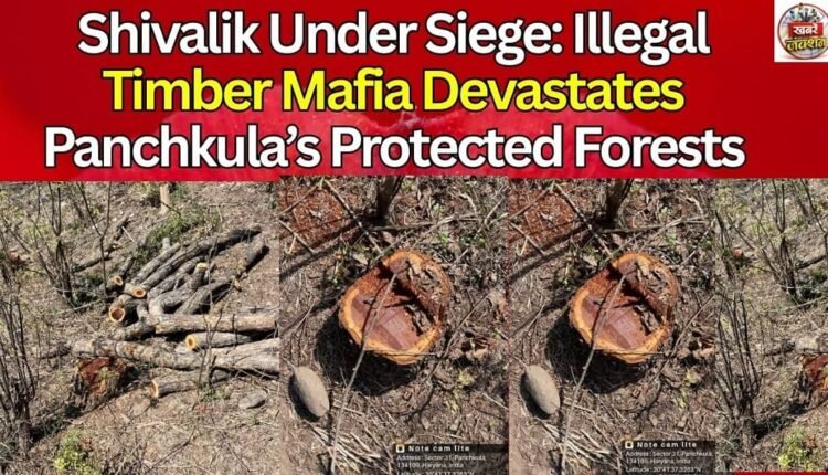Shivalik Under Siege: Illegal Timber Mafia Devastates Panchkula’s Protected Forests