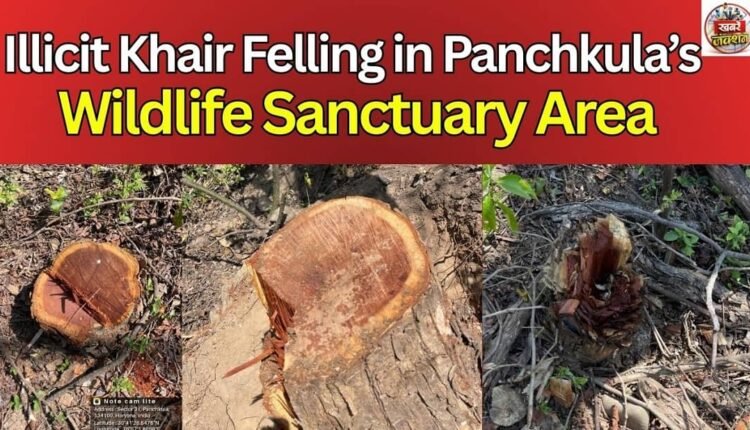 Illicit Khair Felling in Panchkula’s Wildlife Sanctuary Area