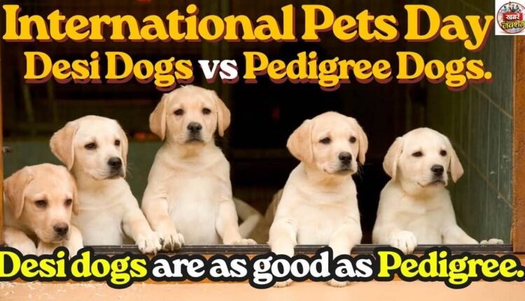 International Pets Day: Desi Dogs vs Pedigree Dogs.Desi dogs are as good as Pedigree.
