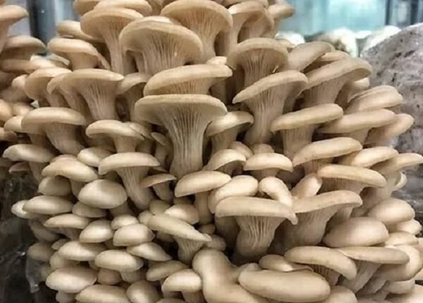 Farmers should adopt mushroom cultivation as an alternative farming practice, as the government is providing subsidies of up to 85 percent.