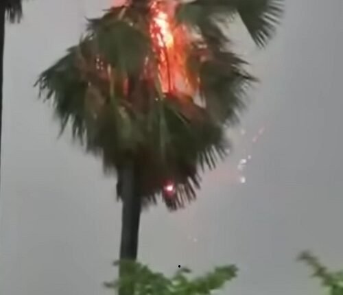 Lightning Strikes Palm Tree with a Loud Bang; Tree Engulfed in Flames—Video Goes Viral