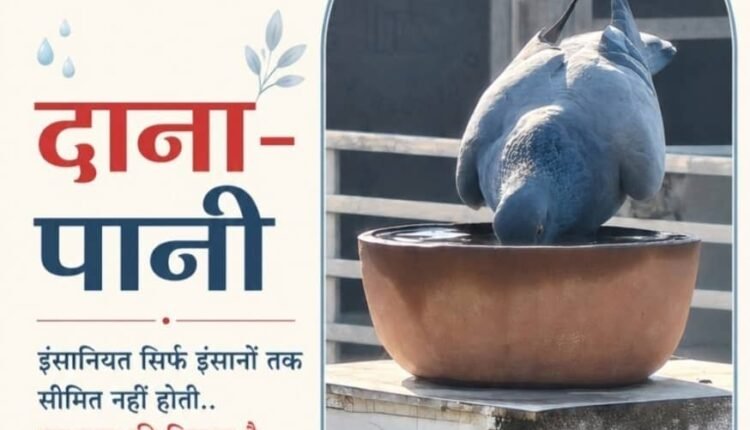 Providing water to the voiceless: Humanity is not limited solely to human beings—the 'Dana-Pani' initiative stands as a testament to this truth.