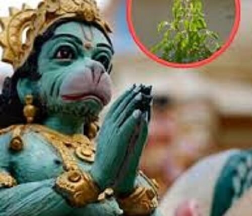 Today Marks the Fourth 'Bada Mangal': These Tulsi Remedies Will Bring the Blessings of Lord Hanuman and Goddess Lakshmi