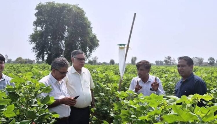 cotton-pink-bollworm-pheromone-trap-survey-sirsa-farmers-ipm