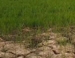 Tubewell non-functional for six months; farmers of Magarkhai in distress as crops wither—when will the department wake up?