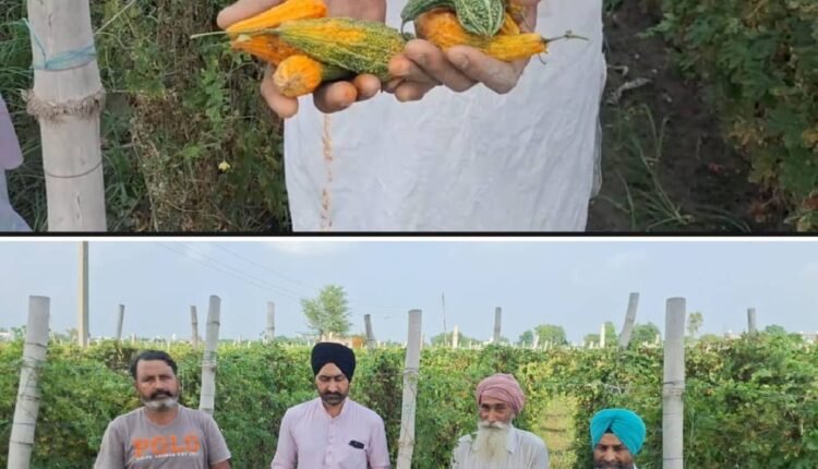 amritsar-heavy-rain-bitter-gourd-crop-damage-farmers-demand-fair-price