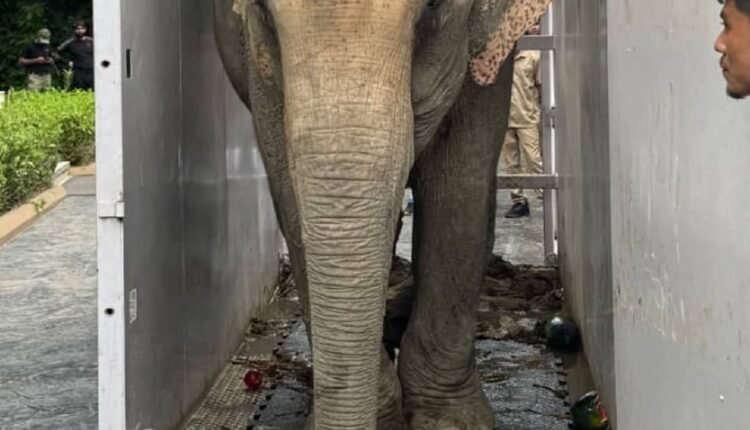 flood-injured-53-year-old-elephant-joymoti-airlifted-vantara