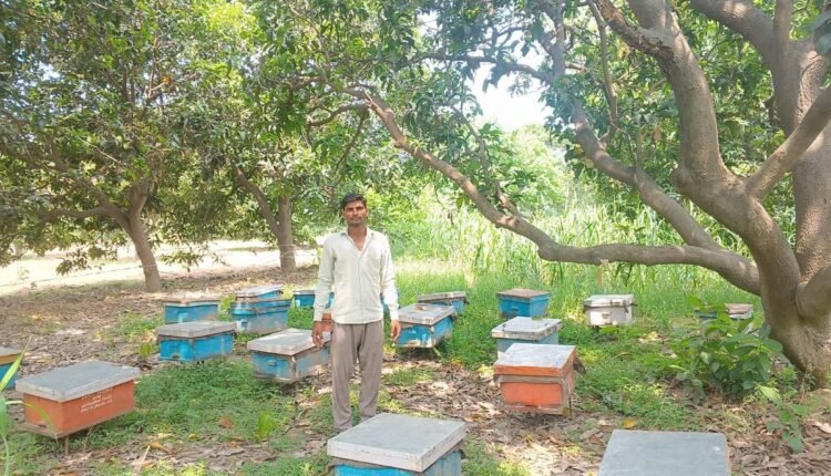 rampur-mukhyamantri-gramodyog-yojana-anuj-beekeeping-success-story